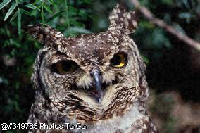 Spotted Eagle Owl