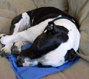 Products/coolpetpad2.jpg