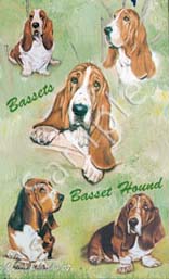 bassett.jpg