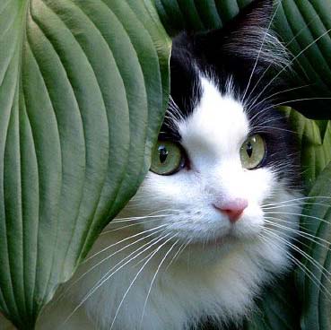 catinleaves.jpg