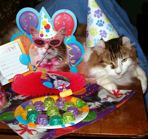 catparty2.jpg