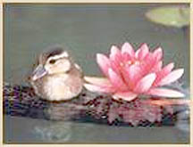 duckflowers.jpg