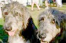 irishwolfhounds.jpg
