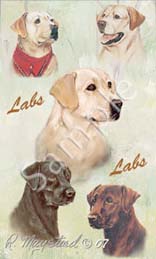 labradors.jpg