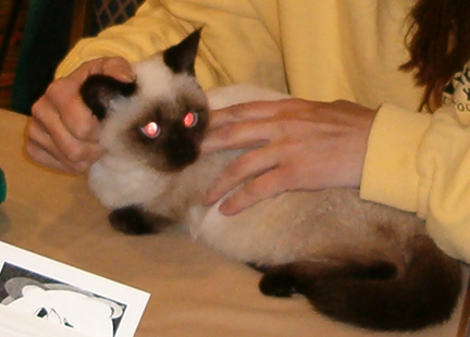 munchkin.jpg