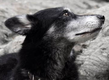 olddog.jpg