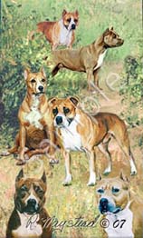 pitbulls.jpg
