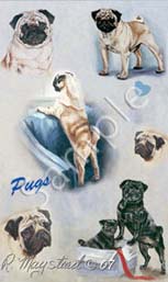 pugs.jpg