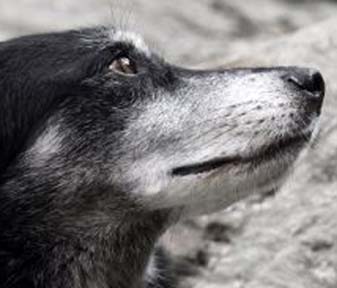 seniordog.jpg
