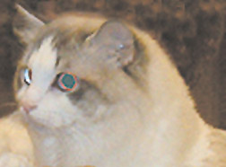 shiraz1.jpeg