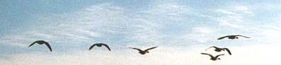 skybirds.jpg