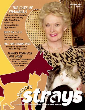 strays07.jpg