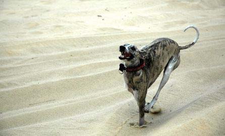 whippet2.jpg