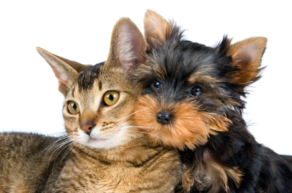 yorkieandkitten.jpg