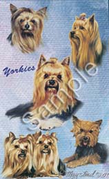 yorkies.jpg